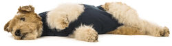 OP Body Hund - Medical Pet Shirt (MPS) - das Original
