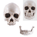 Halloween Menschlicher Schädel Skelett Kopf 1:1 Realistische Replik Prop Modell