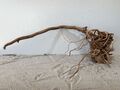 Drachenwurzel, Curl Wurzel, Aquariumwurzel ähnlich Mangrove  #1354 65x30x25cm