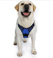 Hundegeschirr Hunde Brustgeschirr gepolstert Nylon verstellbar S/M/L/XL Größe