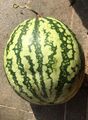 Wassermelone aus Kalifornien KLONDIKE BLUE RIBBON 5+ Samen HEIRLOOM Cl 017