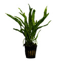 Microsorum pteropus Narrow Leaf Javafarn Aquarienpflanzen Wasserpflanze Stoffels