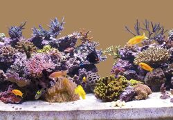 12,99€/m Aquarium Hintergrund selbstklebend Rückwand folie Foto Rückwand 100 cm 