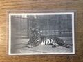 Hildesheimer Zoo Tier Postkarte Königlicher Tiger #9554
