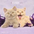 Kalender 2024 -Funny Cats 2024- 30 x 30cm