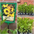 3 Stk. Sonnenbraut, Helenium Goldrausch, im Topf 13 cm