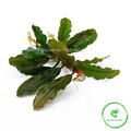 Bucephalandra alamanda 'V3 Dark'