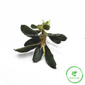 Bucephalandra kedagang 'Mini'
