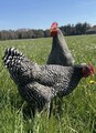 Amrock 10 Stück Bruteier Hühner Tolle Zweinutzungsrasse 🐣 Ähnlich Mechelner