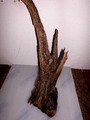 Treibholz Schwemmholz  1 Holz Terrarium Dekoration 54 cm  x 12 cm x  (1)