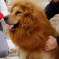 Großer Hund Löwenmähne Perücke Hundehalsband Haustier Labrador Retriever Kostüm