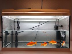 Zu verkaufen Aquarium Volumen 50 Liter mit Fischen