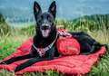 ❤️ Kurgo Big Baxter Rucksack Travel Gr L  OVP + NEU 23  - 50 kg Hund ❤️ KP 88  €