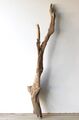 Treibholz Schwemmholz Driftwood 1 XXL  Wurzel Dekoration Terrarium 120 cm