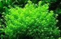 schnellwachsende Aquariumpflanzen gegen Algen im Aquarium Wassersterne -