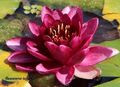 weinrote Seerose Meurville für den Gartenteich Teich Filterpflanzen Deko