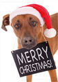 A6 Postkarte Weihnachtskarte Karte Rhodesian Ridgeback Hund Merry Christmas