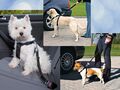 KFZ SICHERHEITSGURT Auto Sicherheitsgeschirr Hundegeschirr Hunde Anschnallgurt