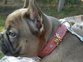 Lederhalsband Französische Bulldogge Welpe Welpenhalsband Hundehalsband Nieten