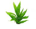 5 Bunde Javafarn - Microsorum pteropus, Wasserpflanzen, Aquarienpflanzen, 