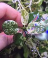 Anubias var King, rare aquatic plant, Bucephalandra 