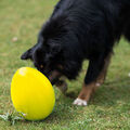 PROCYON Treibei - gelb oder rot Spielei Hunde Beschäftigung Spielzeug Outdoor
