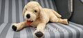 IKEA GOSIG Golden Retriever Hund Stofftier Stoffhund XXL 70 cm beige liegend