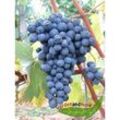 Blaue Weintraube Regent extragroße Pflanze ca 140-160cm