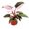Exotenherz - Philodendron Pink Princess - pink-schwarzer Baumfreund - 12cm Topf