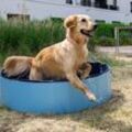 CoolPets Dog Pool - Small