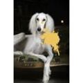 Acrylglasbild QUEENCE "Hund" Bilder Gr. B/H/T: 100 cm x 150 cm x 2,4 cm, gelb Acrylglasbilder
