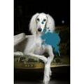 Acrylglasbild QUEENCE "Hund" Bilder Gr. B/H/T: 60 cm x 90 cm x 2,4 cm, blau Acrylglasbilder