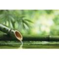 Wallario Vliestapete Bambusquelle Bambusrohr mit Wasser