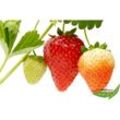 3 öftertrag. Erdbeere Korona Früchte d. ganzen Sommer