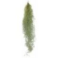 Feenhaar - Louisiana-Moos - Tillandsia usneoides - hängende Tillandsie - ca. 30-40cm lang - pflegeleicht - Exotenherz