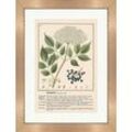 Kunstdruck Holunder Sambucus nigra Alhorn Keilke Heilpflanzen Heilkräuter 200 Ge