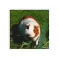 Artland Wandbild Orange weißes Meerschweinchen, Haustiere (1 St), als Alubild, Outdoorbild, Leinwandbild in verschied. Größen, beige