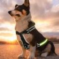 VINGO LED Hundegeschirr Brustgeschirr Wiederaufladbare Reflektierend Katzen-Geschirr S