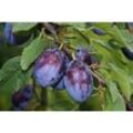 Zwergpflaume »Imperial«, im 5 Liter Container, Prunus domestica, winterhart, mehrjährig