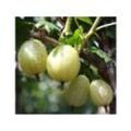 Stachelbeer-Stamm »Invicta®«, winterhart, mehrjährig, 1 Pflanze, 4 Liter Container