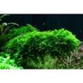 Mix Set mit 5 Tropica in Vitro Pflanzen Aquariumpflanzenset Nr.41