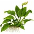 Tropica - Aquarium Pflanze Anubias barteri var. nana auf Wurzel Nr.101 yws