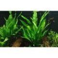 Tropica - Aquarium Pflanze Microsorum pteropus Javafarn Wasserpflanzen Topf Nr.008
