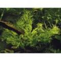 Tropica - Aquarium Pflanze Microsorum pteropus Windeløv Wasserpflanze Topf Nr.008B