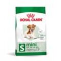 Royal Canin Mini Ageing 12+ Trockenfutter für ältere kleine Hunde, 800 g