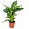 Dieffenbachie Magic Green - 1 Pflanze - pflegeleichte Zimmerpflanze - luftreinigend- 12cm Topf - Exotenherz