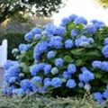 Hortensie Endless Summer® "The Original", blau, XL-Qualität