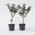 Plant in a Box - Japanischer Ahorn - 2 Stk - Acer palmatum 'Starfish' - Höhe 60-70cm - Topf 19cm