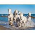 PAPERMOON Fototapete "Camargue Horses" Tapeten Gr. B/L: 5 m x 2,8 m, Bahnen: 10 St., bunt (mehrfarbig) Fototapeten