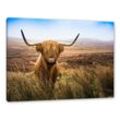 Pixxprint Leinwandbild Highland Rind mit großen Hörnern Steppe